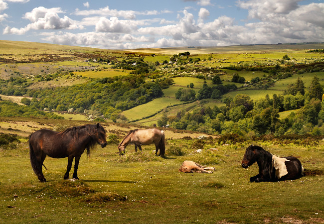 Exmoor National Park is a haven of moorland, valleys and woodland