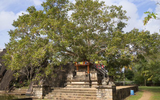 The sacred Bodhi tree in the Palace-temple Isurumuniya