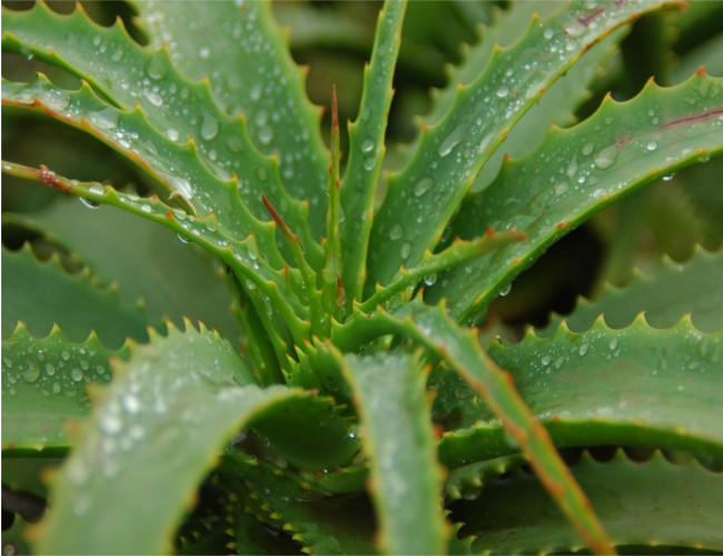 Use natural ingredient aloe vera to help with hair damage. 