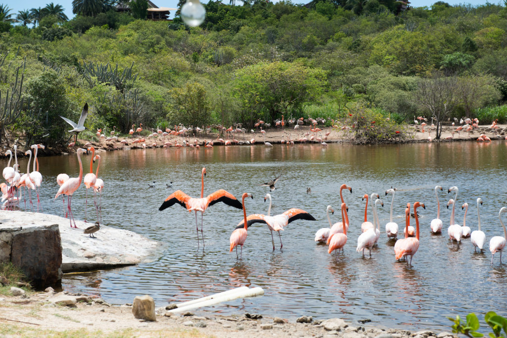 Necker Island Flamingos