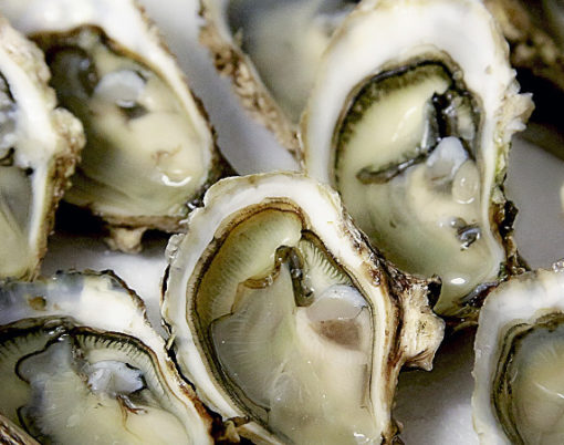 OYSTERS