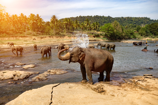 national park- Sri Lanka