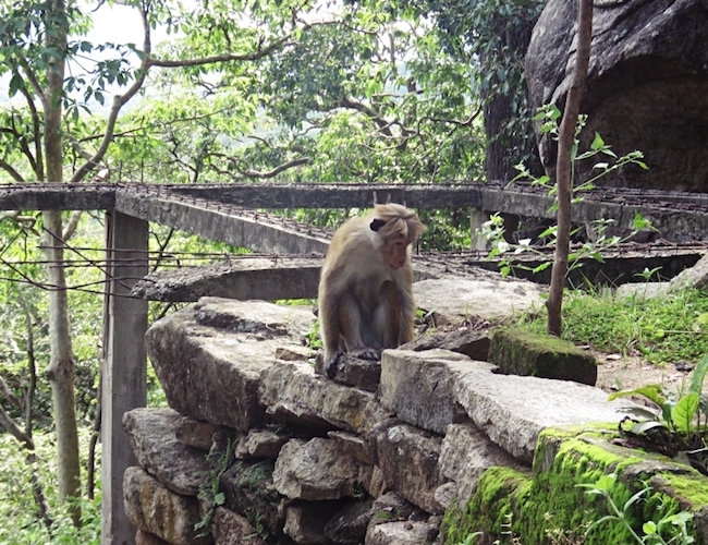 Ulpotha monkey