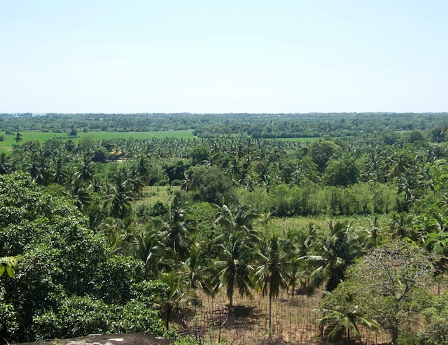 Mamboz jungle view