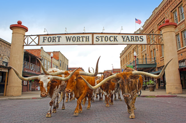 The Fort Worth Herd Without Drover - Copy