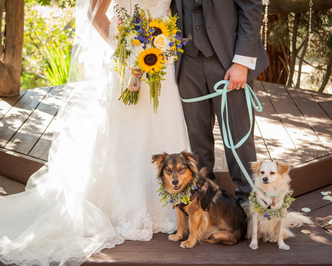 bride and groom on the wedding day with a brown dog and a white dog sitting at their feet