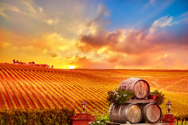 Vineyard Sunset Landscape with Wine Barrels in Romania.