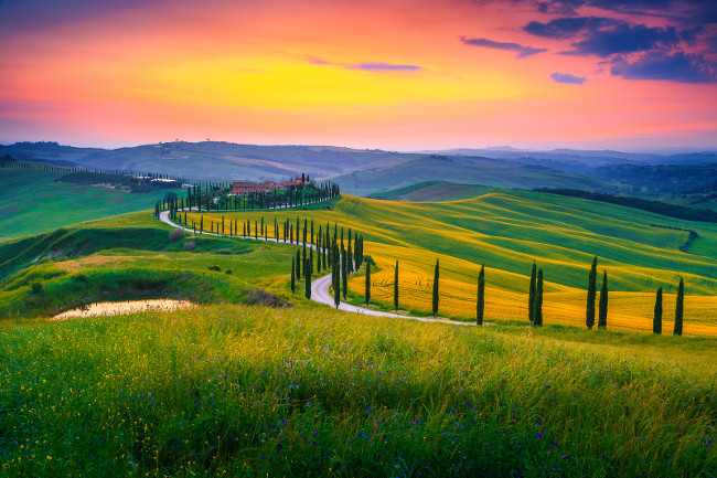 Amazing summer colorful sunset landscape in Tuscany. Spectacular flowery grain fields and winding road with cypresses at sunset near Siena, Tuscany, Italy, Europe