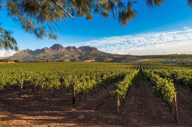 Beautiful landscape of Cape Winelands, wine growing region in South Africa