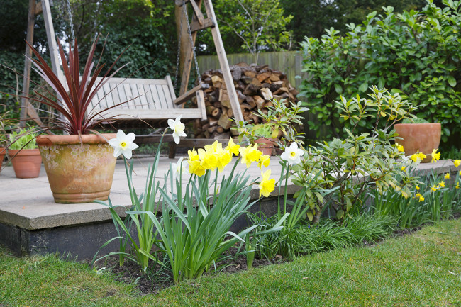 Daffodils in a garden flower bed in spring in front of a patio with a swing bench