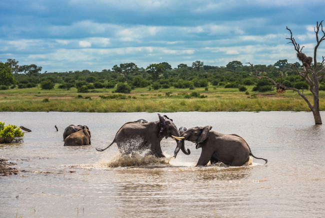 Young elephants playing in water, Kruger National Park, South Africa.