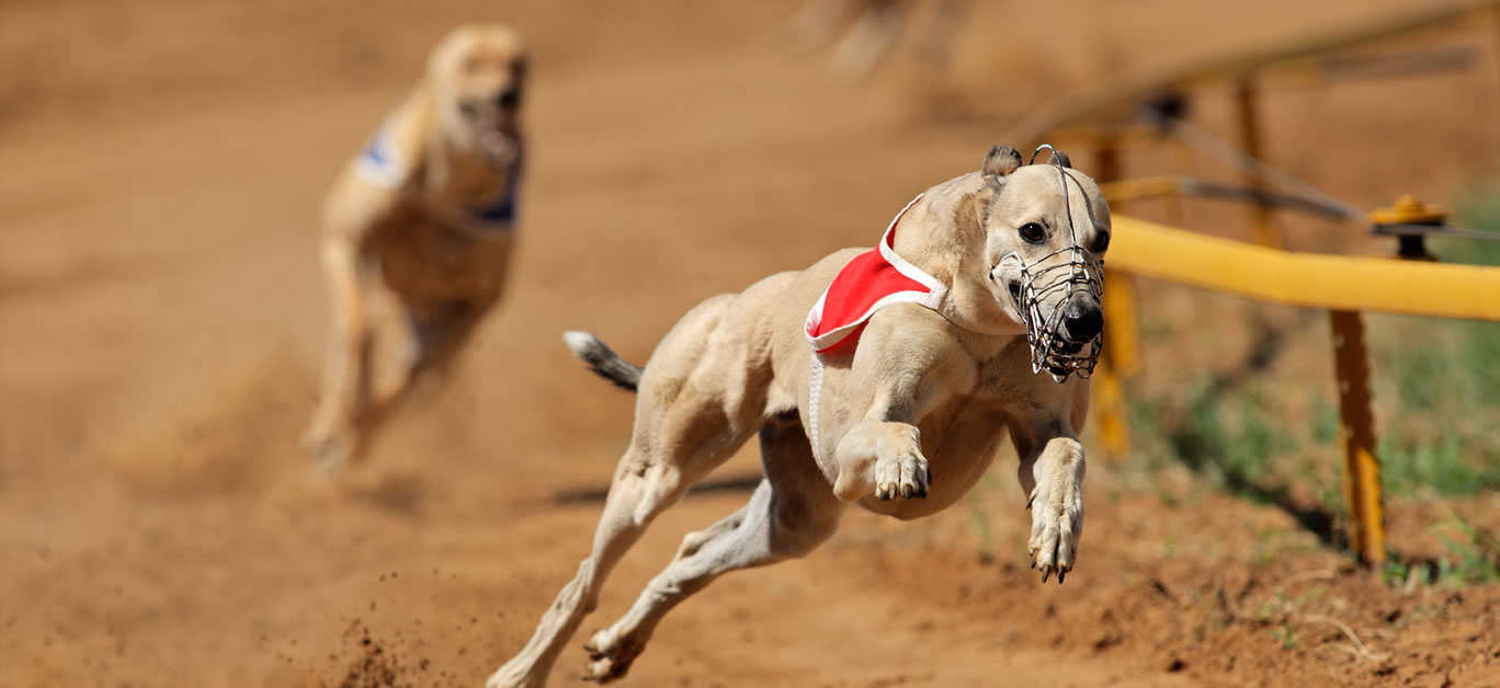 bigstock-Sprinting-Greyhound-32925386