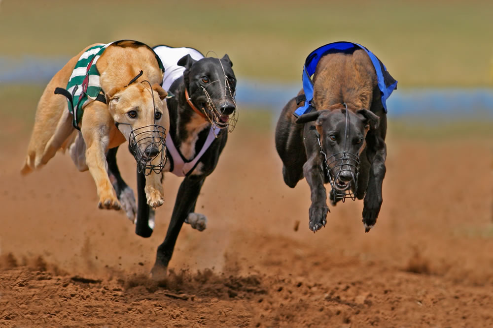 Greyhounds at full speed during a race