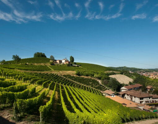 Vineyards of Malvirà on the Trinità hill in Roero, Piedmont