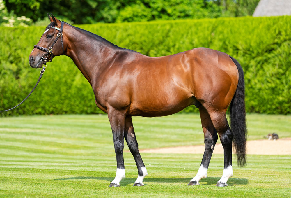 Frankel, sire of Without Parole and the highest ever rated racecourse (credit Bronwen Healy and Juddmonte Farms)