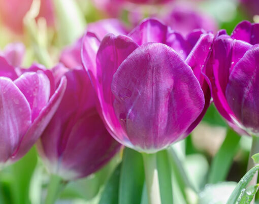 bigstock-Tulip-Flower-Beautiful-Tulips-334972480