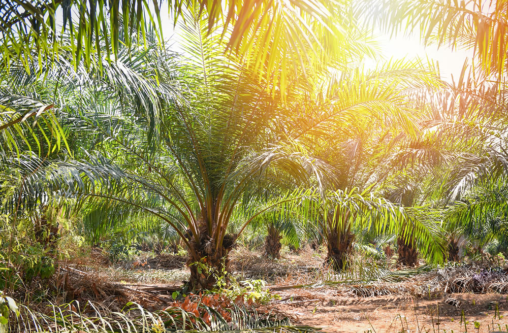 bigstock-Palm-Plantation-In-The-Agricul-348073585