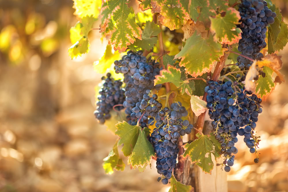 bigstock-Ripe-Cabernet-Grapes-On-Vine-G-380971292