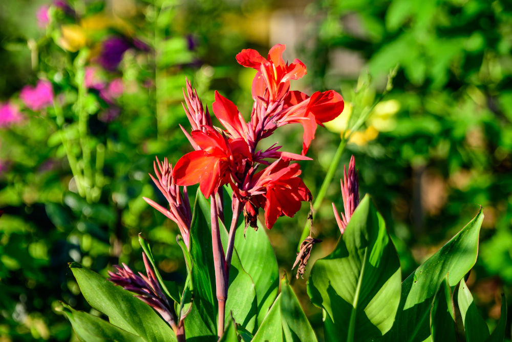 Red flowers of Canna indica, commonly known as African arrowroot