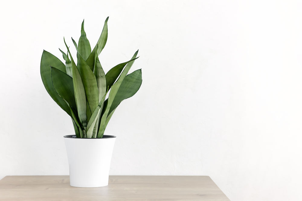 Sansevieria plant in a modern put on a wooden table against a white wall