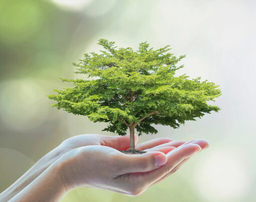 bigstock-Growing-Tree-To-Save-Ecologica-224439409
