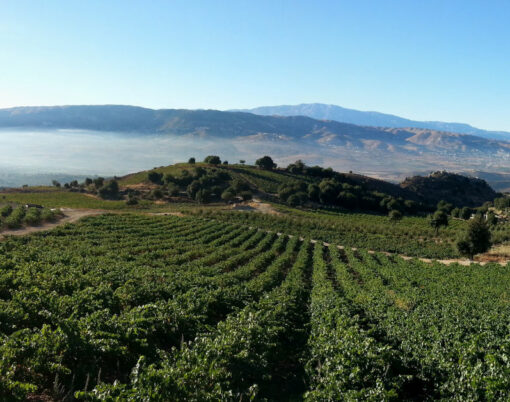 Lebanon wine