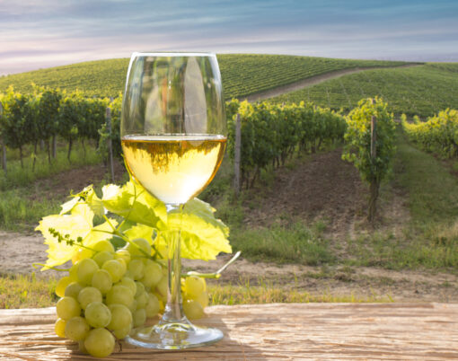 Chianti vineyard landscape in Tuscany