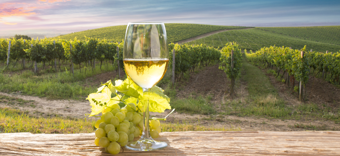 Chianti vineyard landscape in Tuscany