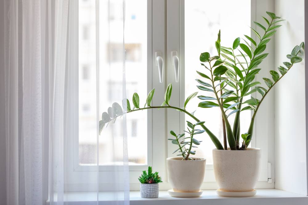 plants in the home