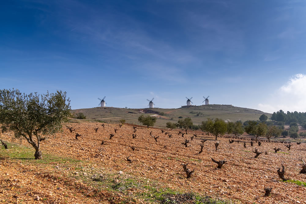 Rich red earth and barren grapevines in a vineyard in La Mancha with whitewashed windmills in the background