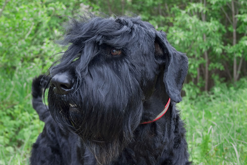 Adult black russian terrier close up