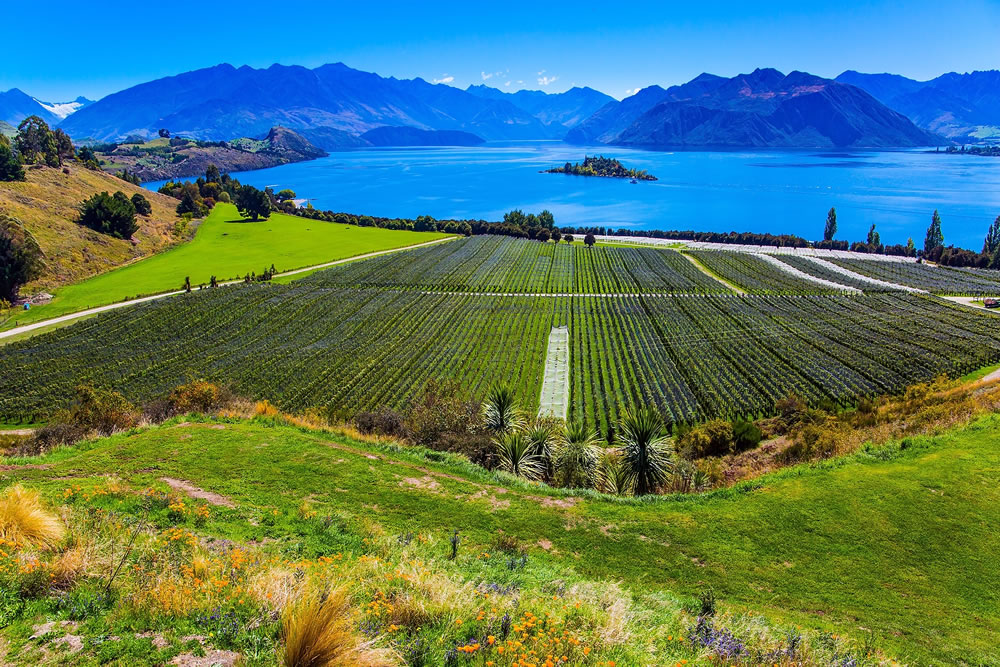 Picturesque vineyard descends down to the water. Adorable little island in the Lake Wanaka