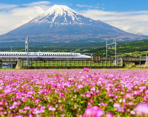 Shinkansen or JR Bullet train run pass through Mt. Fuji and Shibazakura at spring