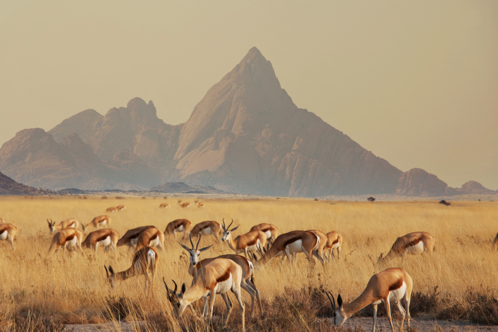 The springbok in Namibia