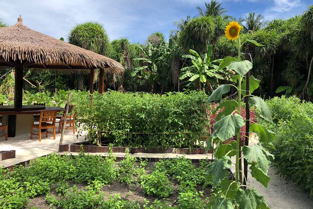 Vegetable gardens and Sustainable living at the Cenizaro Resorts 