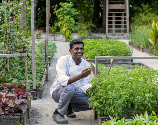 Gili Lankanfushi organic garden chef