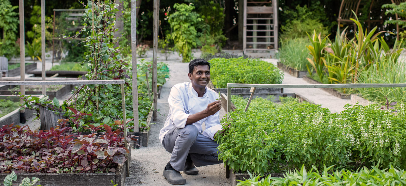 Gili Lankanfushi organic garden chef