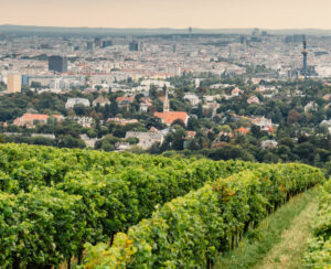 Fritz Wieninger winery Austria