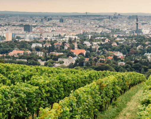 Fritz Wieninger winery Austria