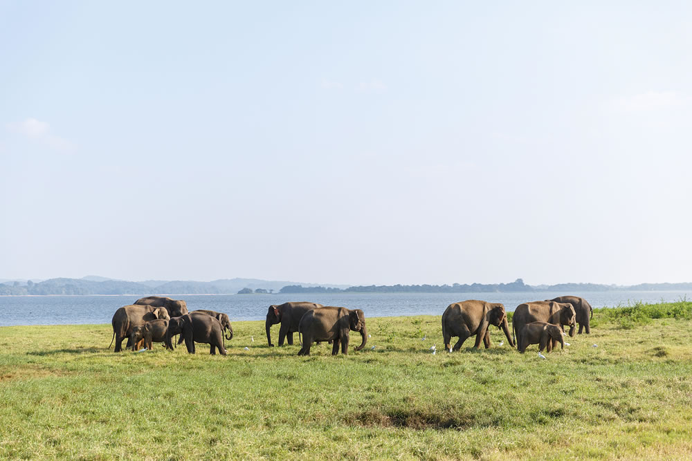 scenic view of wild elephants in natural habitat on field, sri lanka, minneriya