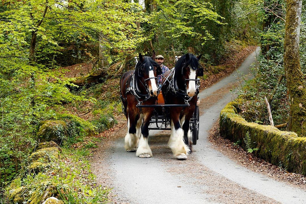 horse drawn carriage bovey castle