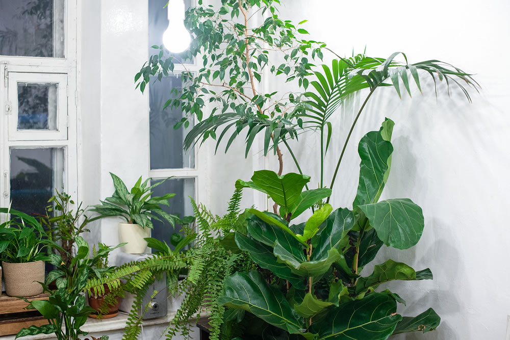 House plants in a stylish interior of a room at home in pots