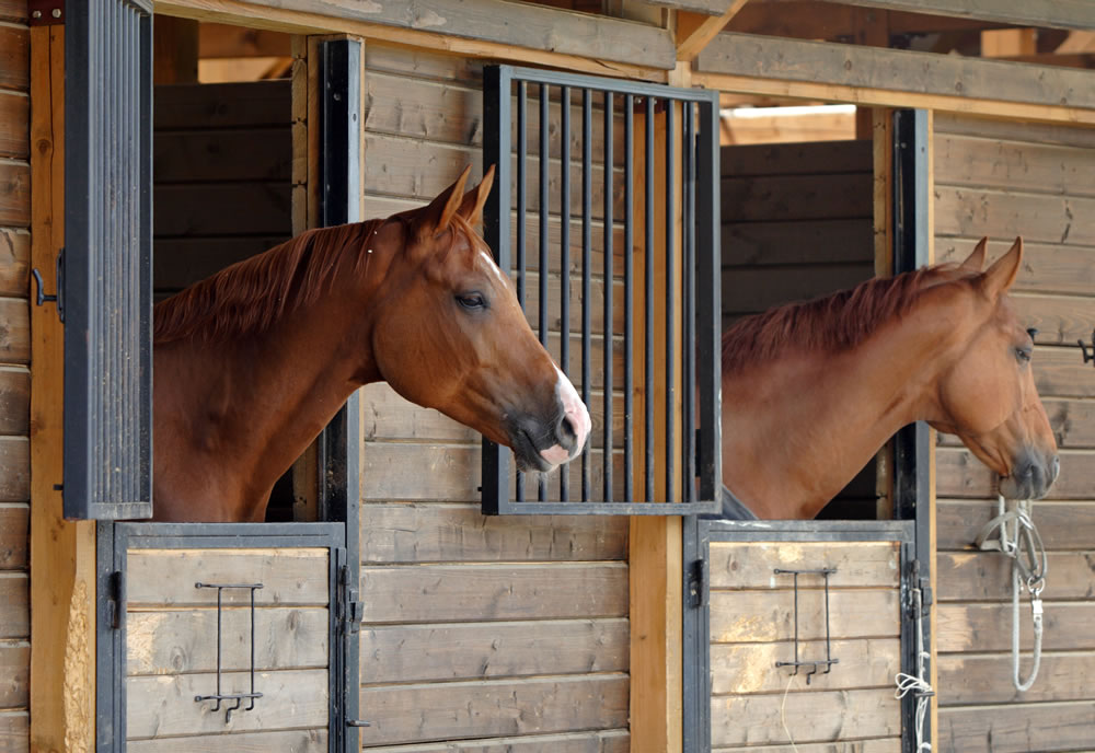 Two bay polo pony's in wooden stable