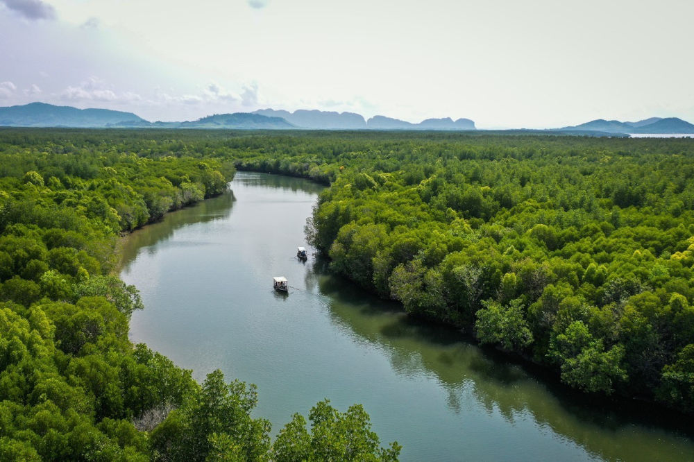 pimalai mangrove forest