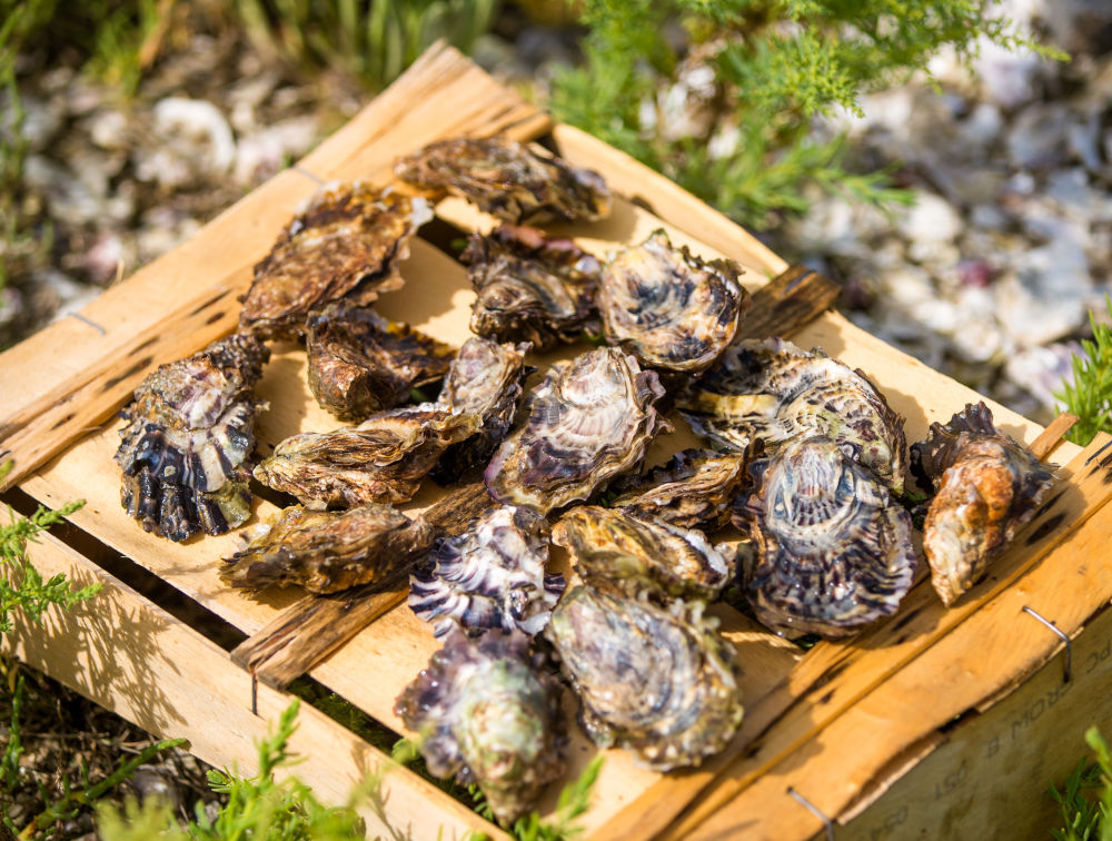 vendee oysters