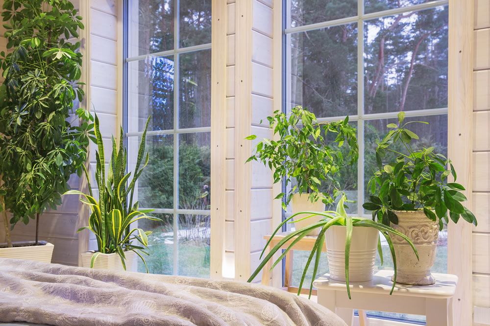 Biophilia design, biophilic interior, Sansevieria and indoor plants on the windowsill of a Scandinavian-style wooden house