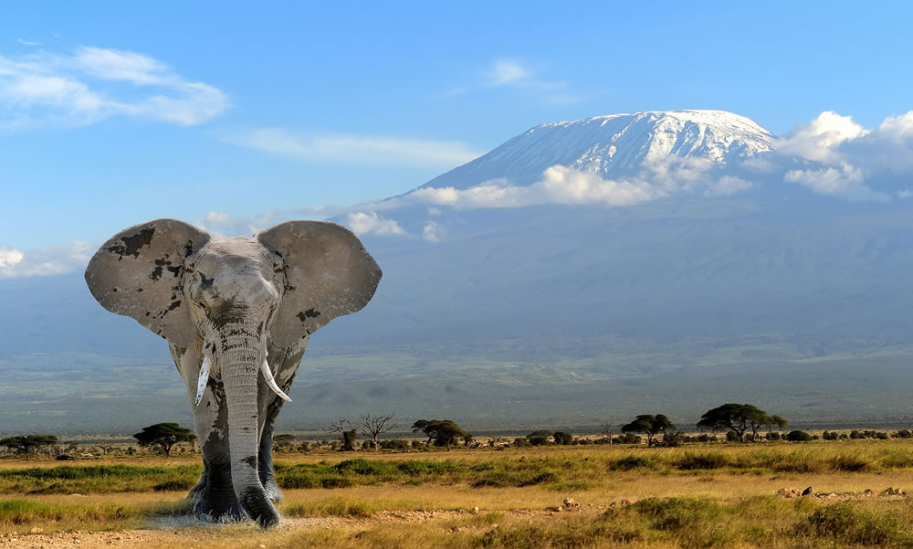 Elephant on Kilimanjaro mountain background. National Park of Kenya Africa ** Note: Shallow depth of field