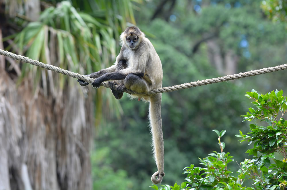 Spider monkey (Ateles geoffroyi) sits on a rope