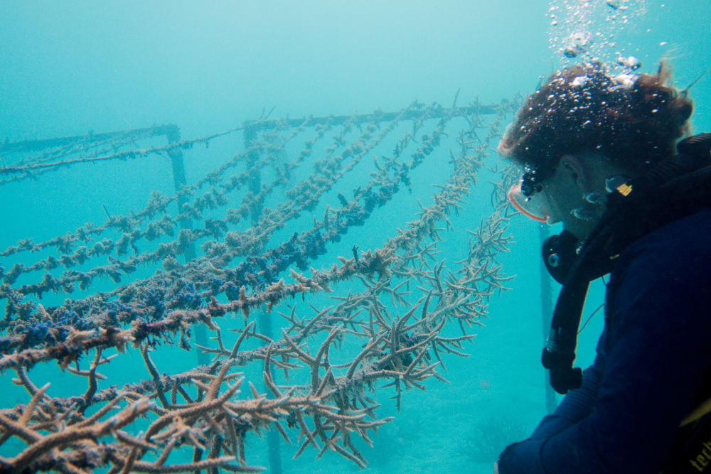 gili lankanfushi coral
