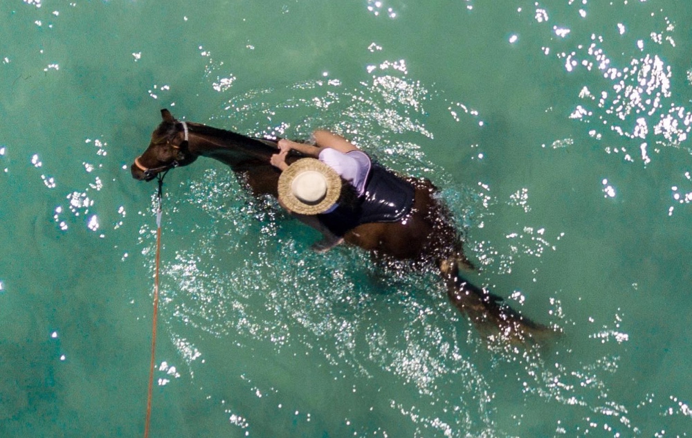Horse in sea at NIHI, Indonesia
